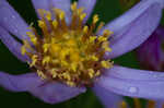 Tatarian aster